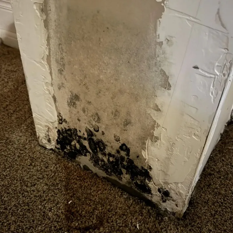 Professional Mold Removal in Mason County, KY